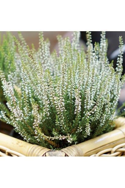 Calluna vulgaris Asli White у садовій композиції